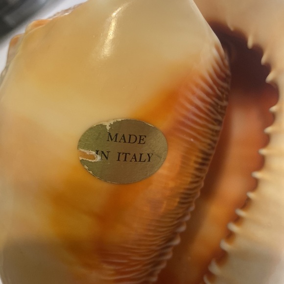 Hand carved conch seashell - Picture 5 of 5